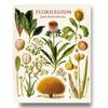 FLORILEGIUM